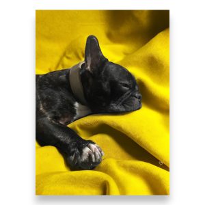 Poster bouledogue français noir allongé sur un plaid jaune